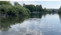 larger pond usually teeming wtih mallards-and they not on shore either.jpg