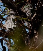 DSC04441 Tawny Frogmouth @ Cremorne bf.jpg