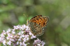 Freyers Fritillary ar 3.jpg