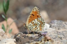 Knapweed Fritillary ar 1.jpg