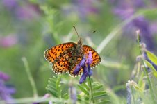 Twinspot Fritillary ar 1.jpg