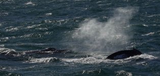 DSC06325 Humpback Whales @ Sydney Whalewatch bf.jpg