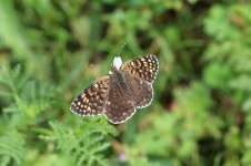 Knapweed Fritillary ar 2.jpg