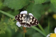 Marbled White ar 1.jpg