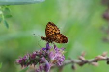 Weavers Fritillary ar 1.jpg