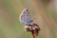 Blue Argus ar 1.jpg