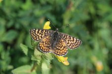 Glanville Fritillary ar 1.jpg