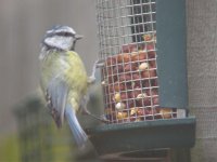 1st-Attempt_BlueTit_Window.jpg