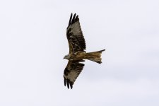 Red Kite fly past.jpg