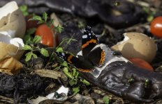 Red Admiral on banana on the midden.jpg