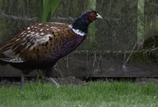 Fez sneaking through the garden.jpg