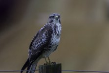 Buzzard on the fence.jpg