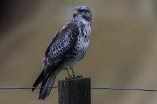 Grumpy Buzzard on the back fence.jpg