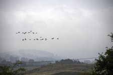 Canada geese larger group.jpg