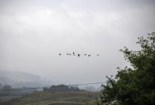 Canada geese small group.jpg