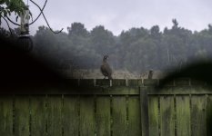 Red-Legged Partridge - There's wally.jpg