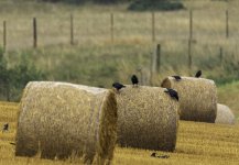 Rooks on bales - Right, grab an end each and lift!.jpg