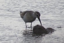 wader 5.jpg