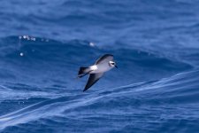 Lanz Pelagic White-faced.jpg