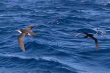 Barolo's Shearwater 2.jpg