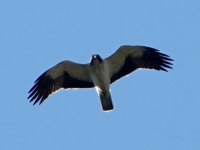 Booted eagle Achladeri 130922 cc H Vaughan.jpg