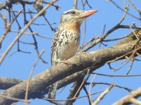 Spot-backed Puffbird.JPG