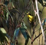 DSC09891 Yellow-tufted Honeyeater @ Ku-ring-gai NP bf.jpg