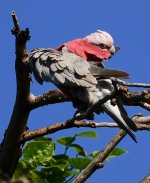 DSC00127 Galah @ Cremorne Pt bf.jpg