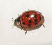 Harlequin ladybird ex IMG_20338_edited.jpg