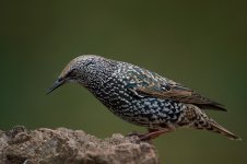 Starling 2.jpg