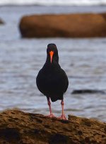 DSC00559 Sooty Oystercatcher @ Long Reef bf.jpg