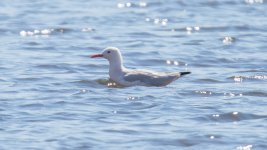 Gull Slender-billed Gull Chroicocephalus genei Tsiknias River Mouth 210922 1.2.jpg