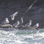 Unknown Gull 03 - maybe RING-BILLED.jpg