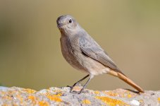 black redstart2.jpg