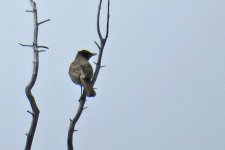 Turdus migratorius - Wanderdrossel.jpg