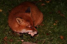 20221203 (4)_Red_Fox.JPG