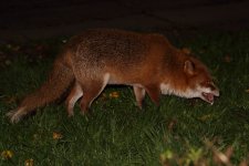 20221203 (5)_Red_Fox.JPG