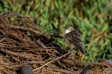 Zitting cisticola 001.JPG