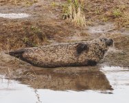 Harbour Seal_Donmouth_111222a.jpg
