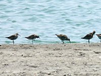 L1220503_Curlew Sandpiper.jpg