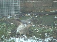 SparrowhawkAndSquirrel_0001.jpg