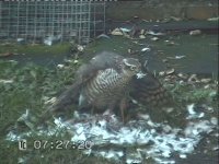 SparrowhawkAndSquirrel_0002.jpg