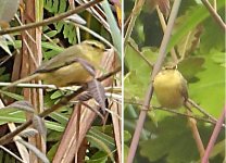 MCC-Warbler1.jpg