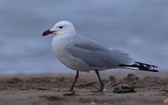 A Audouin's Gull 005.jpg