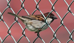 Italian Sparrow 002.jpg