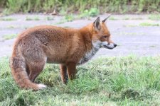 01_20220508 (2)_Red_Fox.JPG