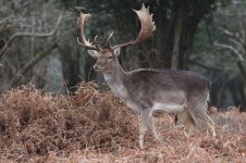 02_20220305 (21)_Fallow_Deer.JPG