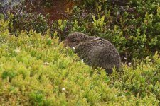 07_20220613 (22)_Mountain_Hare.JPG