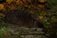 09_20221002 (1)_Hedgehog.JPG