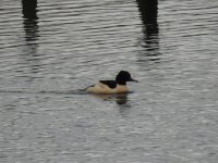 goosander.jpg